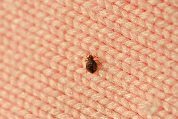 Bed-Bug-Treatment - Belmont Best Pest Pros | Belmont, CA | 650-999-9628