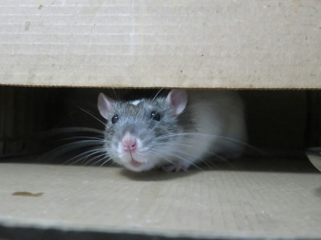 Common-Signs-of-a-Rodent-Problem - Belmont Best Pest Pros | Belmont, CA | 650-999-9628