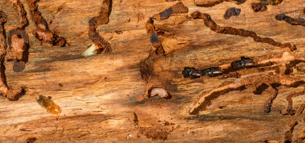 Is Your Home at Risk for Termite Damage - Belmont Best Pest Pros | Belmont, CA | 650-999-9628