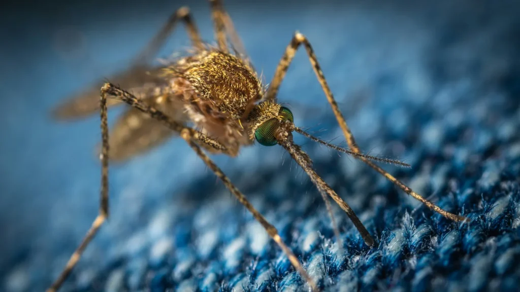 Mosquito Control - Belmont Best Pest Pros | Belmont, CA | 650-999-9628