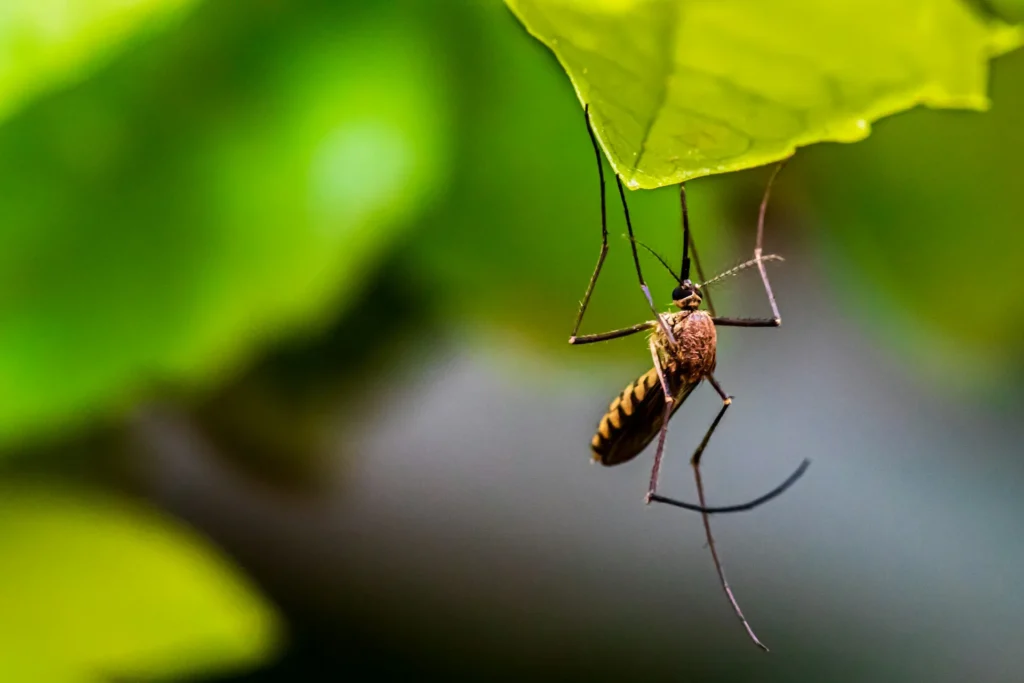 Mosquito-Control-for-Every-Outdoor-Space - Belmont Best Pest Pros | Belmont, CA | 650-999-9628