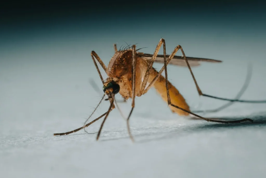 Protect Your Family from Mosquito-Borne-Diseases - Belmont Best Pest Pros | Belmont, CA | 650-999-9628