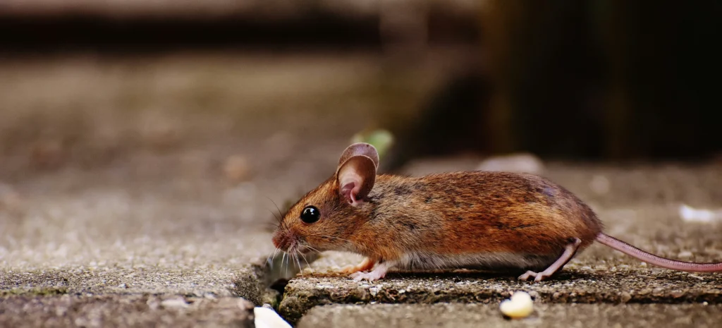 Residential-Commercial-Rodent-Solutions - Belmont Best Pest Pros | Belmont, CA | 650-999-9628