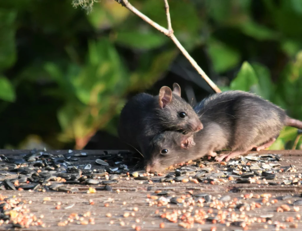 Rodent-Removal - Belmont Best Pest Pros | Belmont, CA | 650-999-9628