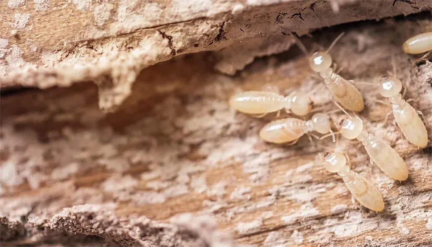Signs You May Have a Termite Infestation - Belmont Best Pest Pros | Belmont, CA | 650-999-9628