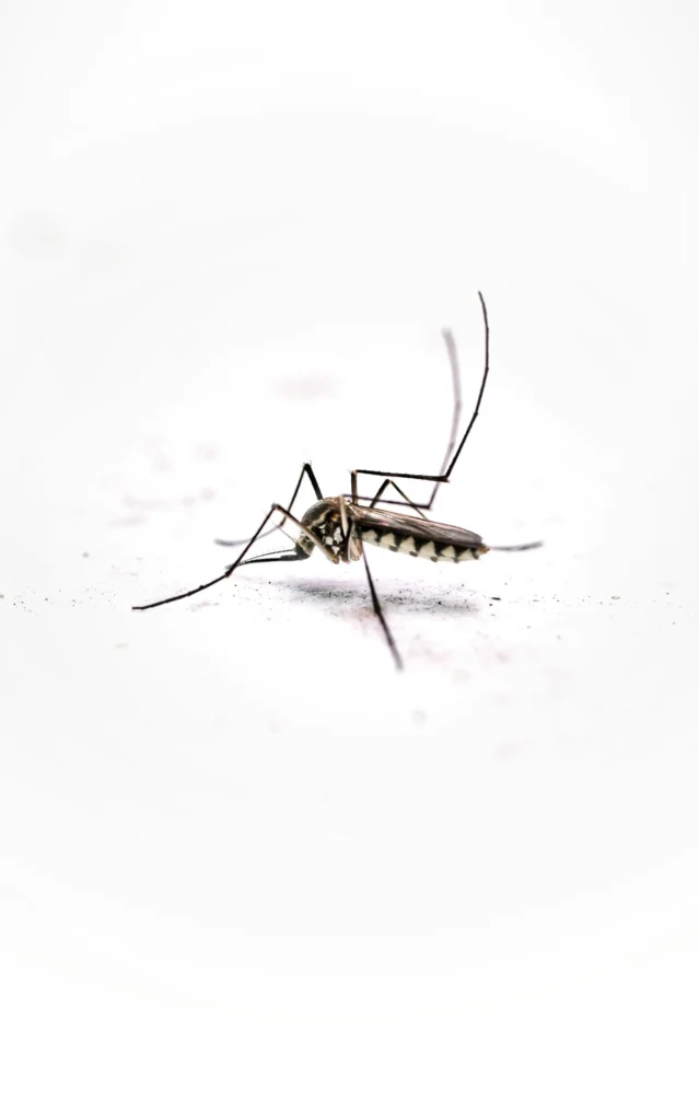 Tired of Mosquitoes Ruining Your Evenings - Belmont Best Pest Pros | Belmont, CA | 650-999-9628