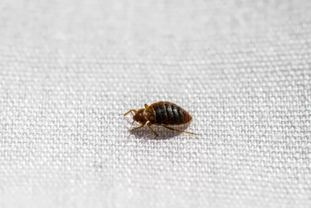 Why Bed Bug Heat Treatments Work Best - Belmont Best Pest Pros | Belmont, CA | 650-999-9628