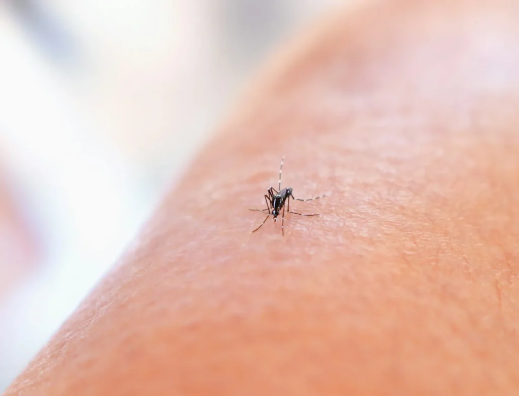Why Choose Our Mosquito Control Services - Belmont Best Pest Pros | Belmont, CA | 650-999-9628