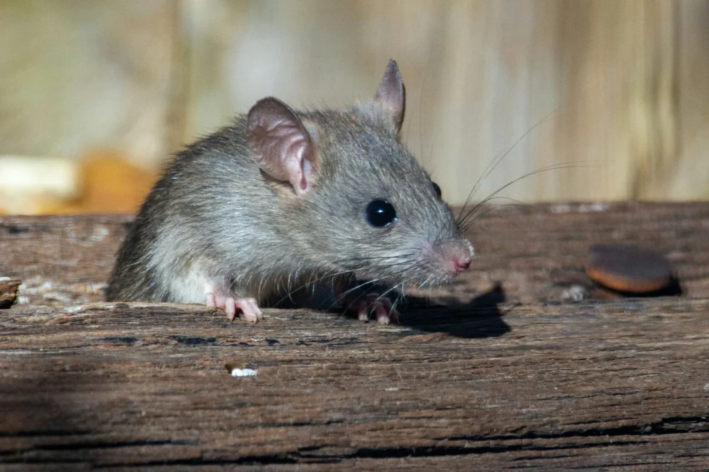 Why-Choose-Our-Rodent-Exterminators - Belmont Best Pest Pros | Belmont, CA | 650-999-9628